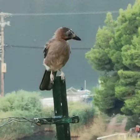 Bungalows Ξενοδοχείο με διαμερίσματα